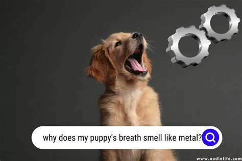 Why Does My Dogʼs Breath Smell Like Metal – Vet Explains Pets